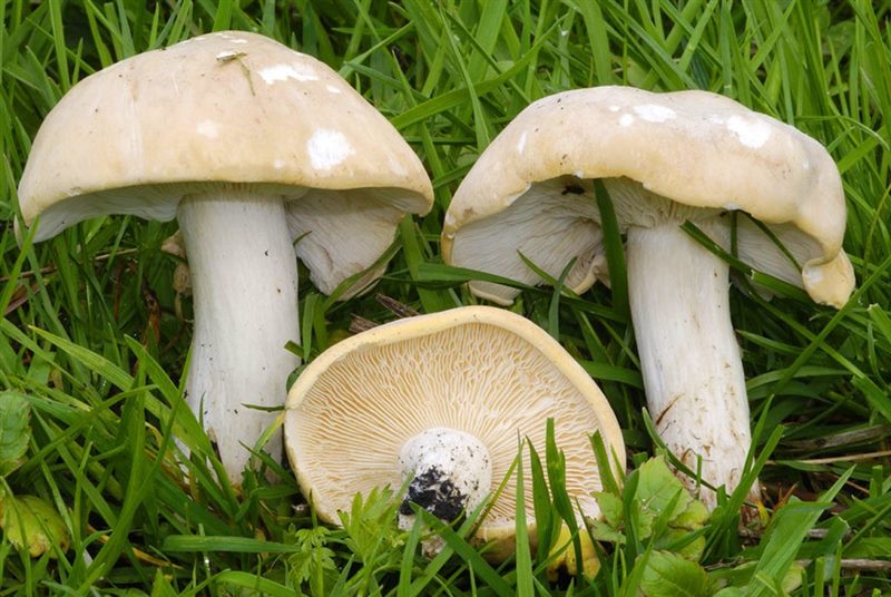 Съедобные и несъедобные грибы: ТОП-60 видов грибов с описанием #21