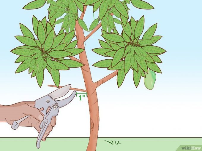 Как вырастить манго из косточки в домашних условиях (подробная инструкция) #21