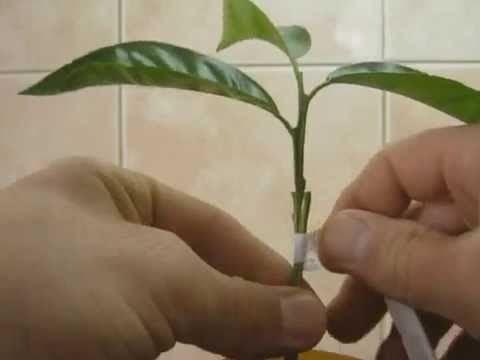 Как вырастить манго из косточки в домашних условиях (подробная инструкция) #22
