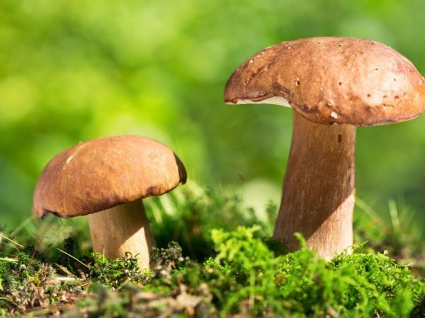 Съедобные и несъедобные грибы: ТОП-60 видов грибов с описанием #5