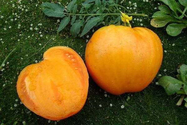ТОП-55 лучших сортов томатов 2023 (для теплиц и открытого грунта) #46