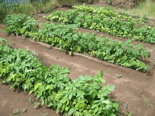 ТОП-7 Правил посадки картофеля для богатого урожая 2023 #5