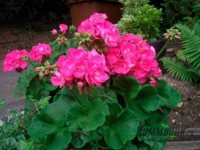ТОП-50 Лучших осенних цветов для сада (фото и названия) #19