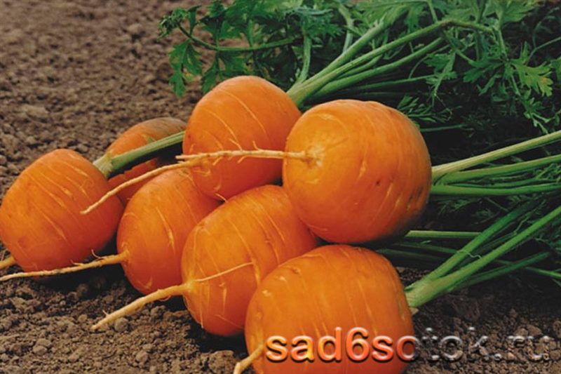 ТОП-25 Лучших сорта моркови на 2023 год (ранние, среднеспелые, поздние) #24