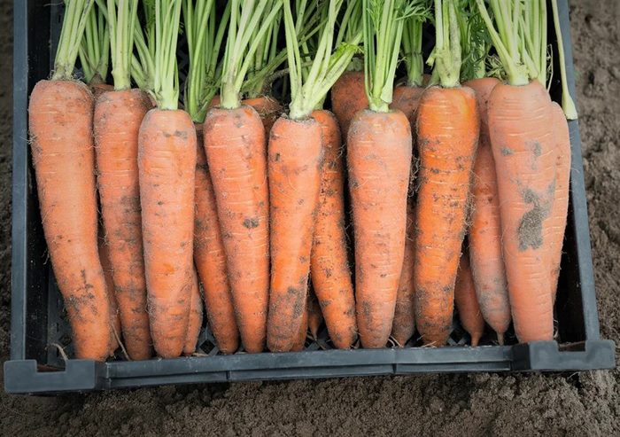 ТОП-25 Лучших сорта моркови на 2023 год (ранние, среднеспелые, поздние) #17