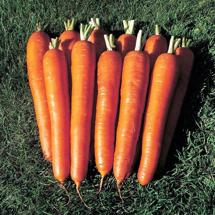 ТОП-25 Лучших сорта моркови на 2023 год (ранние, среднеспелые, поздние) #20