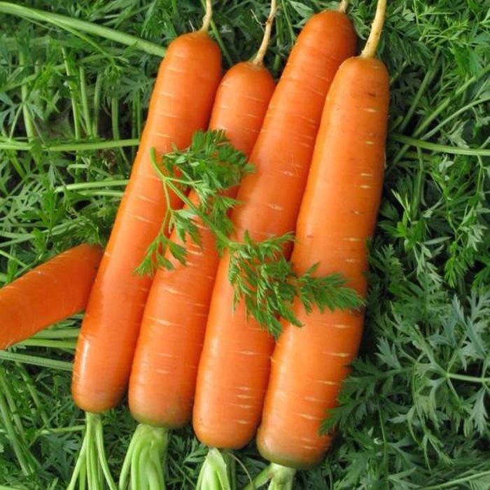 ТОП-25 Лучших сорта моркови на 2023 год (ранние, среднеспелые, поздние) #21