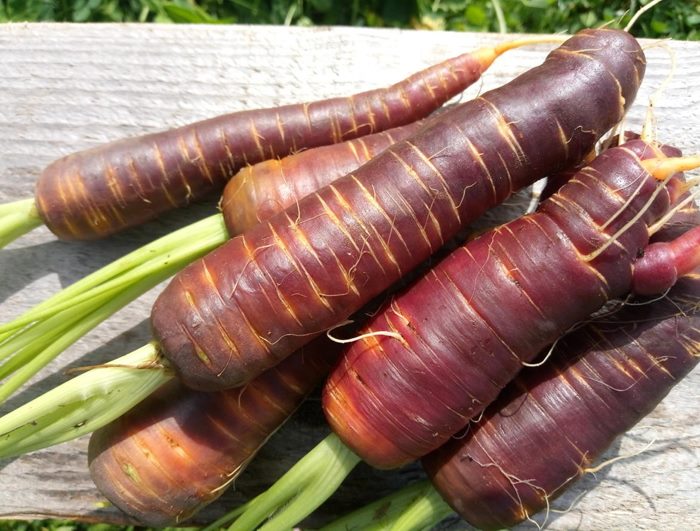 ТОП-25 Лучших сорта моркови на 2023 год (ранние, среднеспелые, поздние) #34