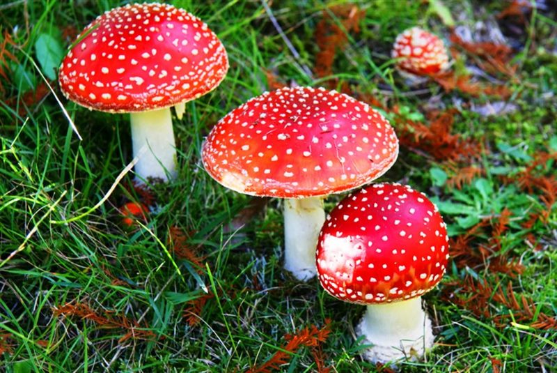 Съедобные и несъедобные грибы: ТОП-60 видов грибов с описанием #56