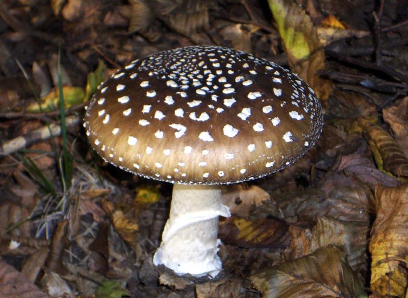 Съедобные и несъедобные грибы: ТОП-60 видов грибов с описанием #58
