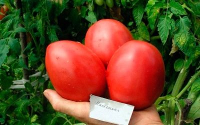 ТОП-25 лучших детерминантных сортов томатов (рейтинг на 2023 год) #32