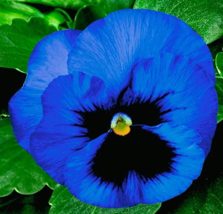 ТОП-70 красивых растений с синими цветами (+фото и названия) #45