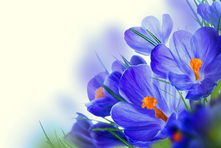 ТОП-70 красивых растений с синими цветами (+фото и названия) #44