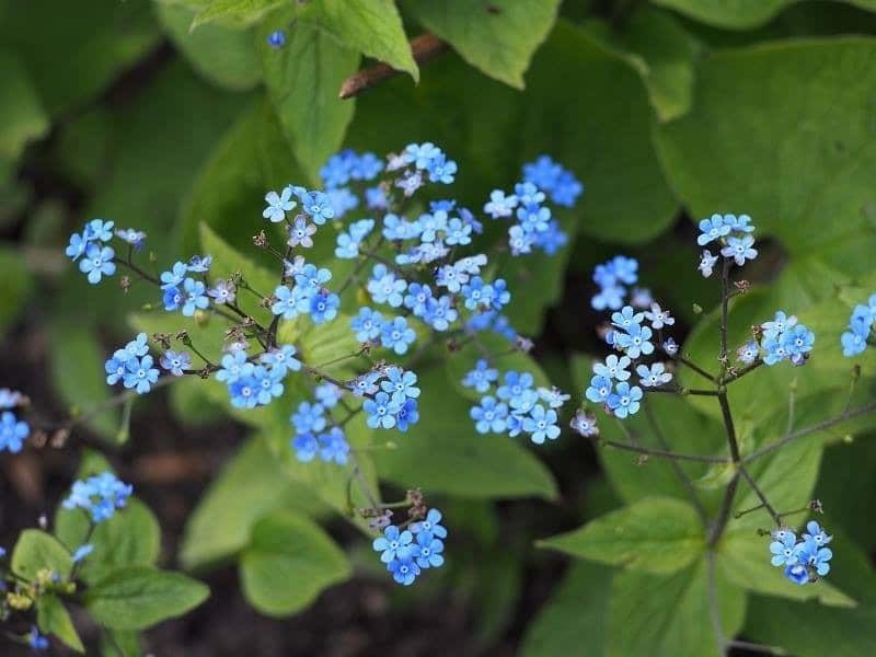 ТОП-70 красивых растений с синими цветами (+фото и названия) #41