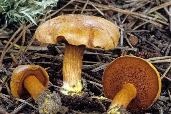 Съедобные и несъедобные грибы: ТОП-60 видов грибов с описанием #38