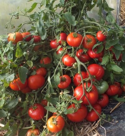 ТОП-25 лучших детерминантных сортов томатов (рейтинг на 2023 год) #25