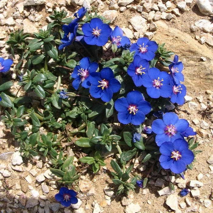 ТОП-70 красивых растений с синими цветами (+фото и названия) #50