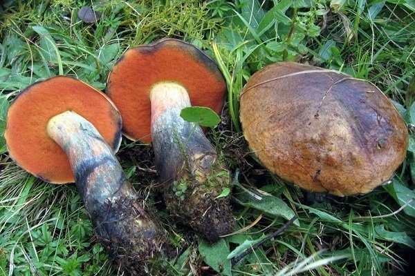 Съедобные и несъедобные грибы: ТОП-60 видов грибов с описанием #35
