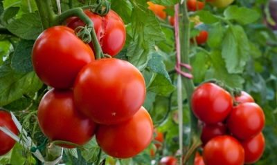ТОП-25 лучших детерминантных сортов томатов (рейтинг на 2023 год) #14