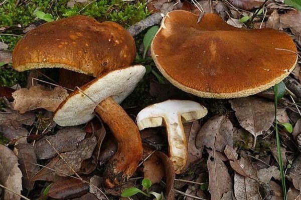 Съедобные и несъедобные грибы: ТОП-60 видов грибов с описанием #36