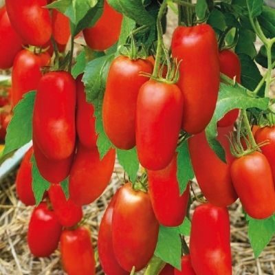 ТОП-25 лучших детерминантных сортов томатов (рейтинг на 2023 год) #16
