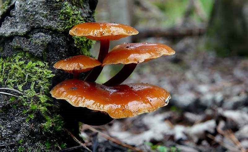 Съедобные и несъедобные грибы: ТОП-60 видов грибов с описанием #28