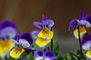 ТОП-50 Лучших осенних цветов для сада (фото и названия) #39