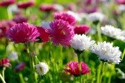 ТОП-50 Лучших осенних цветов для сада (фото и названия) #51