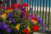 ТОП-50 Лучших осенних цветов для сада (фото и названия) #34