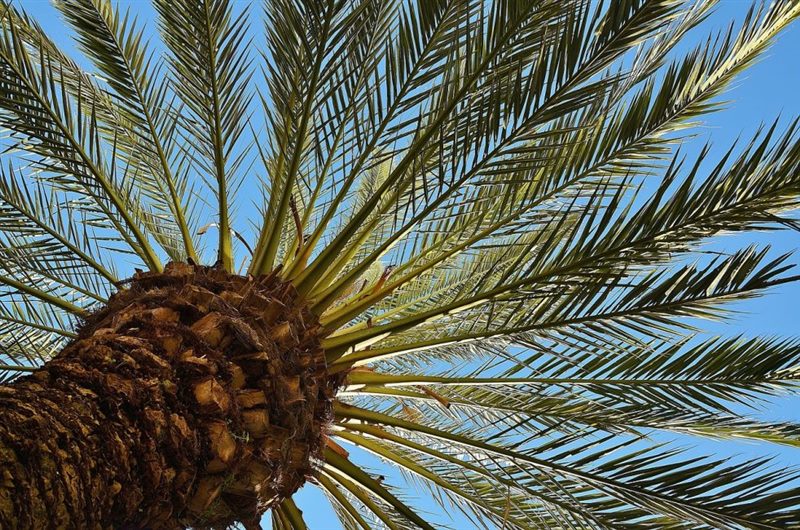 Финиковая пальма: ТОП-85 фото видов с описанием (как вырастить финик из косточки) #3