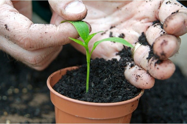 Выращивание перца: пошаговая инструкция (от А до Я) #5