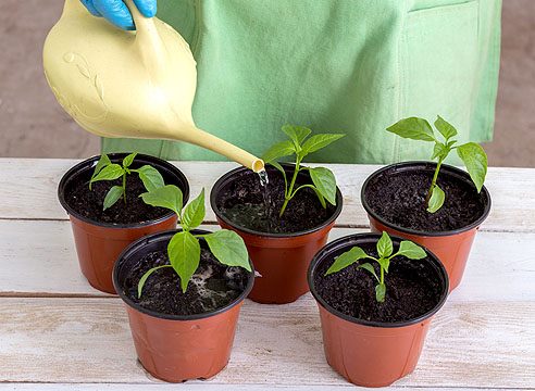 Выращивание перца: пошаговая инструкция (от А до Я) #4