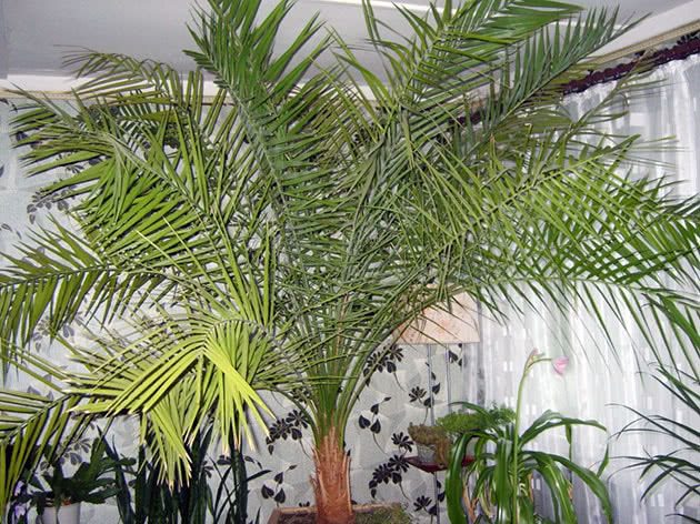 Финиковая пальма: ТОП-85 фото видов с описанием (как вырастить финик из косточки) #12