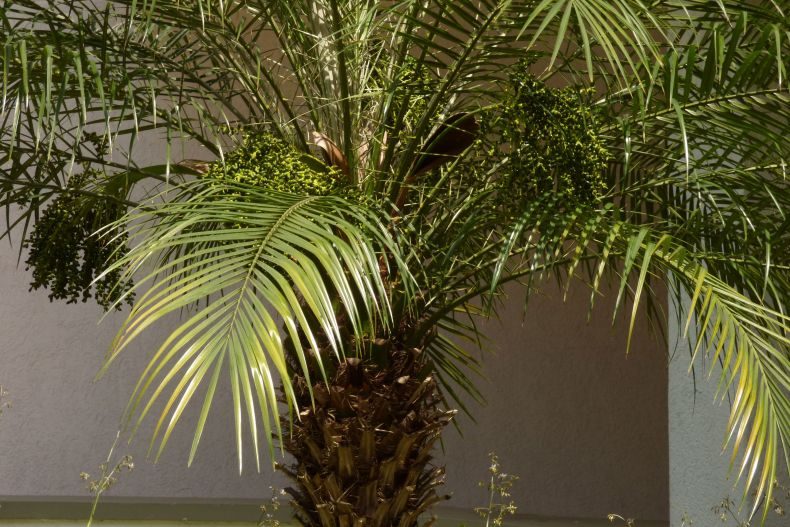 Финиковая пальма: ТОП-85 фото видов с описанием (как вырастить финик из косточки) #43