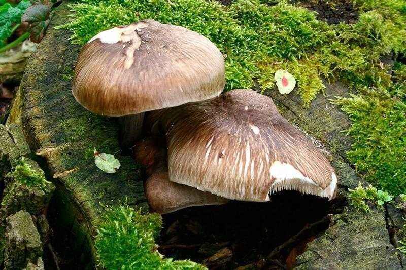 Съедобные и несъедобные грибы: ТОП-60 видов грибов с описанием #29