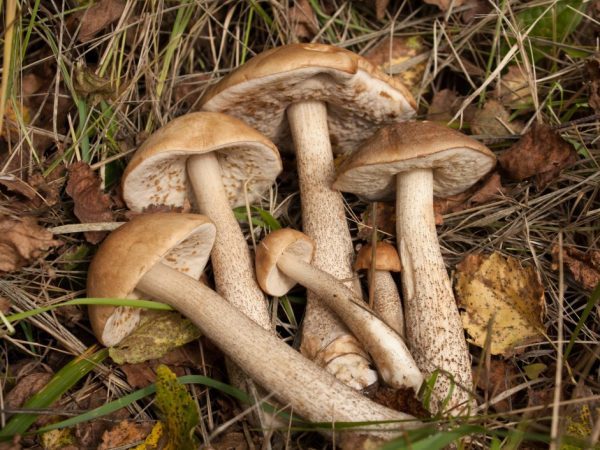 Съедобные и несъедобные грибы: ТОП-60 видов грибов с описанием #16