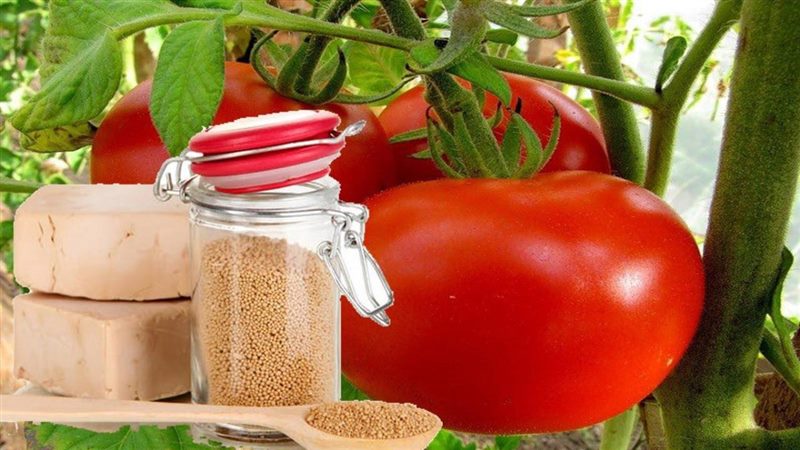 Чем подкормить томаты: ТОП-33 лучших удобрений для отличного урожая(для теплицы и открытого грунта) #62