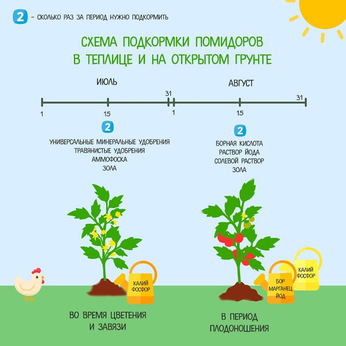Чем подкормить томаты: ТОП-33 лучших удобрений для отличного урожая(для теплицы и открытого грунта) #42