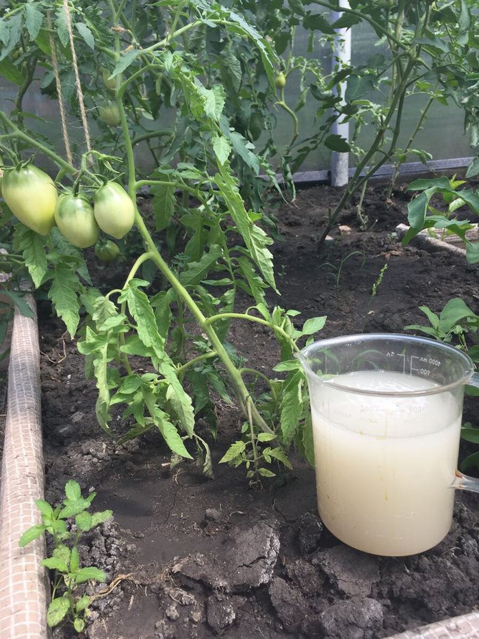 Чем подкормить томаты: ТОП-33 лучших удобрений для отличного урожая(для теплицы и открытого грунта) #47