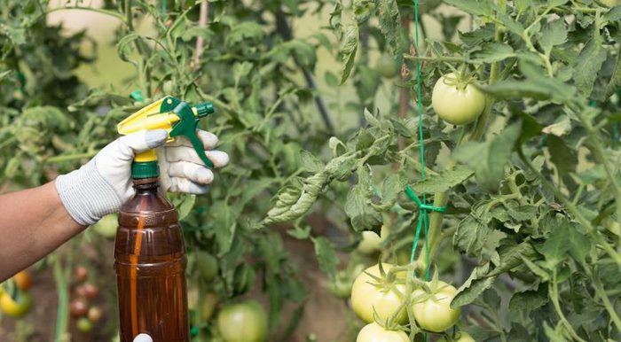 Чем подкормить томаты: ТОП-33 лучших удобрений для отличного урожая(для теплицы и открытого грунта) #48