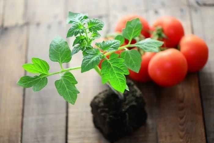 Чем подкормить томаты: ТОП-33 лучших удобрений для отличного урожая(для теплицы и открытого грунта) #37