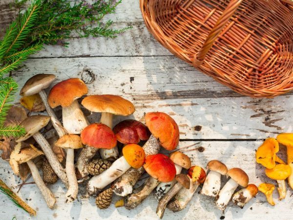 Съедобные и несъедобные грибы: ТОП-60 видов грибов с описанием #8
