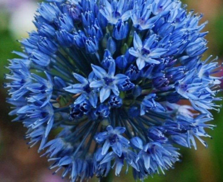 ТОП-70 красивых растений с синими цветами (+фото и названия) #35