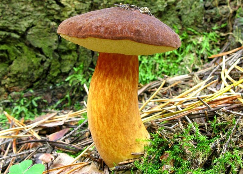 Съедобные и несъедобные грибы: ТОП-60 видов грибов с описанием #18