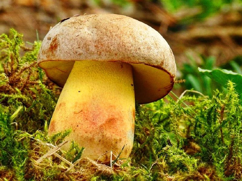 Съедобные и несъедобные грибы: ТОП-60 видов грибов с описанием #13