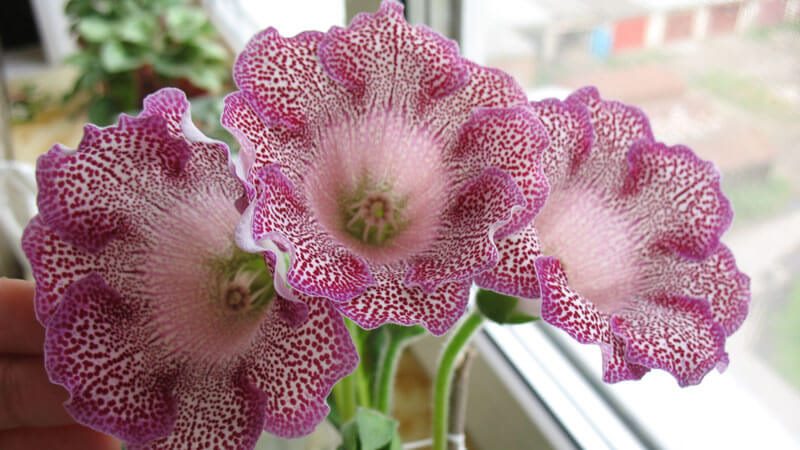 Глоксиния: (95+ фото), выращивание и уход за цветком в домашних условиях #10