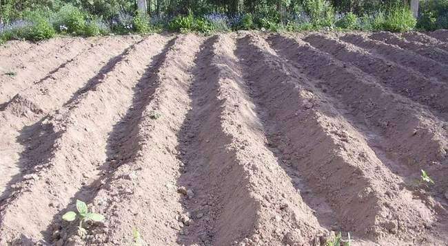 ТОП-7 Правил посадки картофеля для богатого урожая 2023 #3