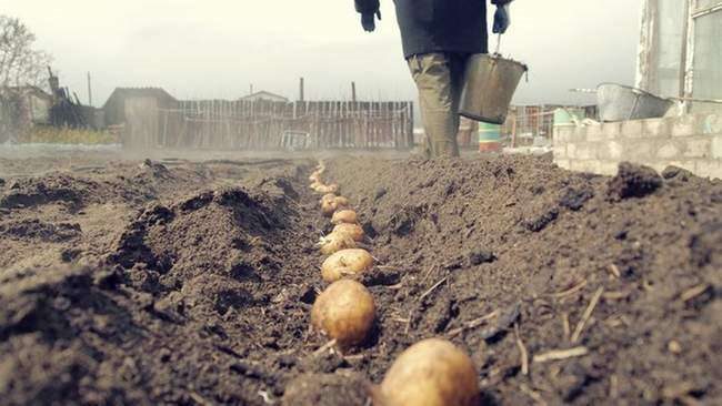 ТОП-7 Правил посадки картофеля для богатого урожая 2023 #2