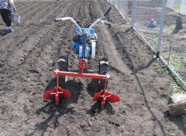 ТОП-7 Правил посадки картофеля для богатого урожая 2023 #6
