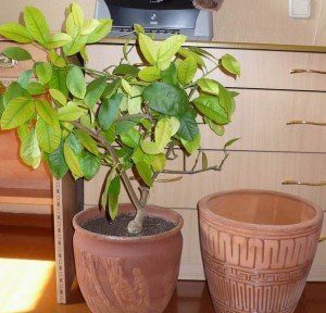 Лимонное дерево: (ТОП-75 фото), уход и выращивание в домашних условиях #25